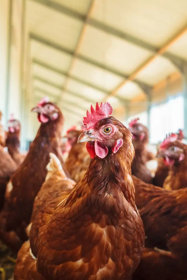 Brown laying hens at Al Salam Farm